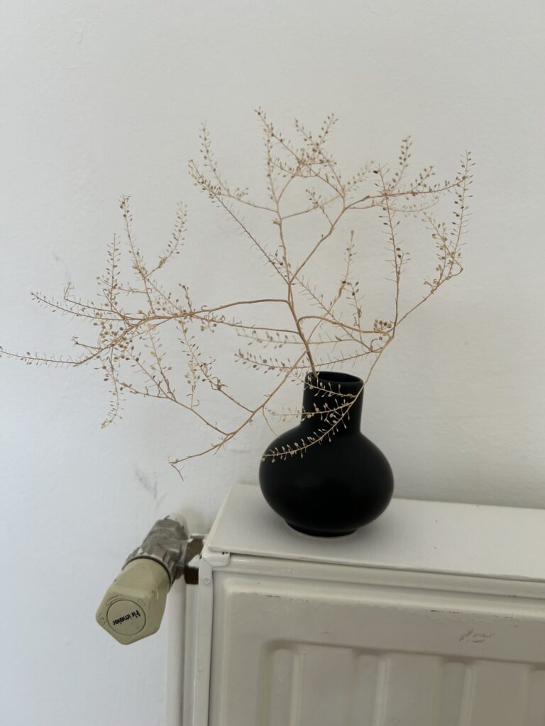spent stalks of Lepidium ruderale in a black vase